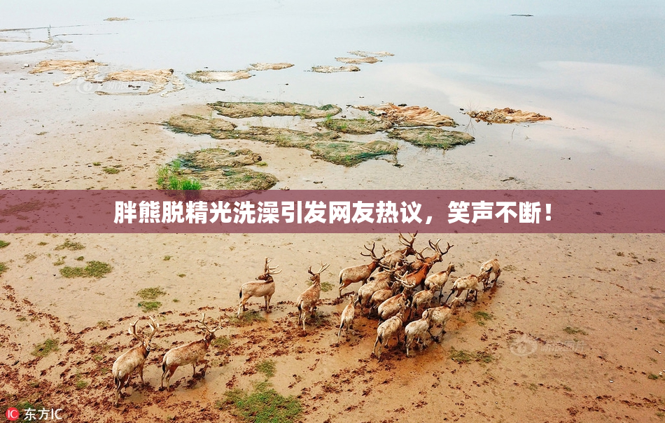胖熊脱精光洗澡引发网友热议，笑声不断！
