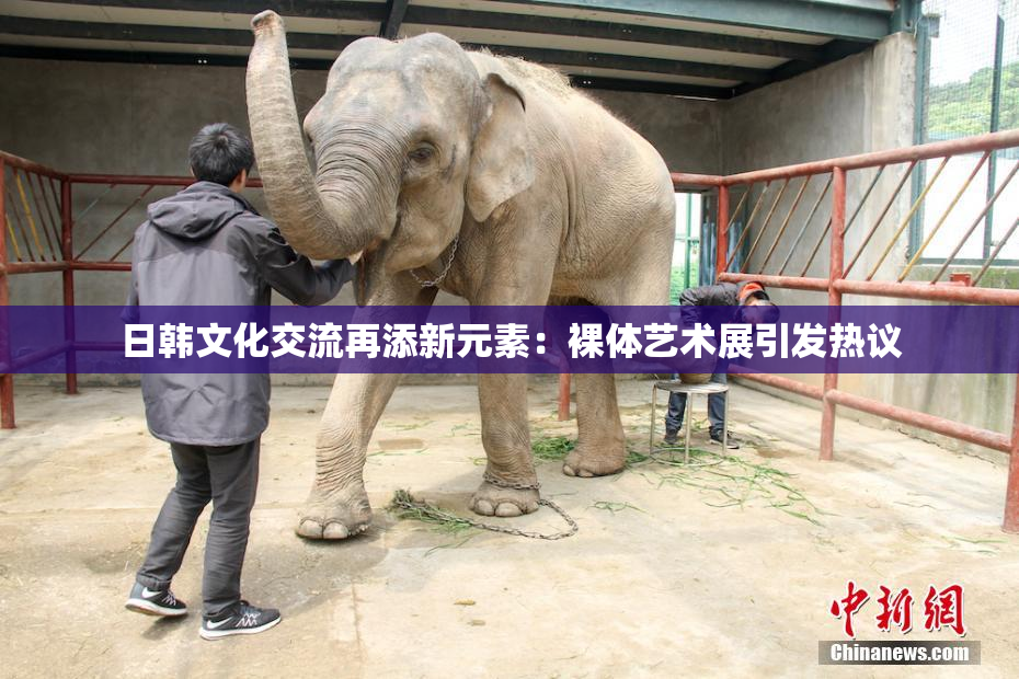 日韩文化交流再添新元素：裸体艺术展引发热议