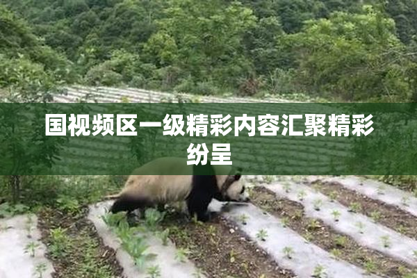 国视频区一级精彩内容汇聚精彩纷呈