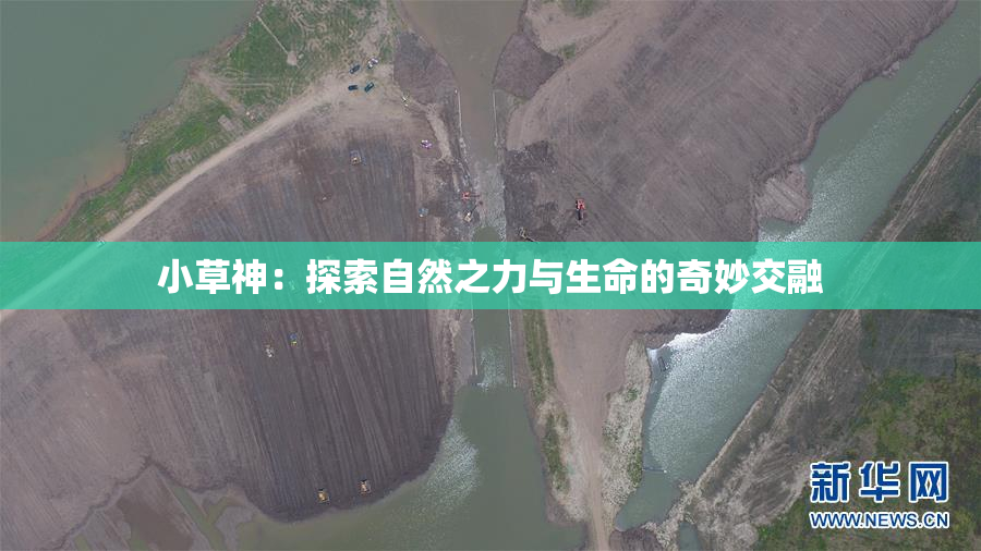 小草神：探索自然之力与生命的奇妙交融