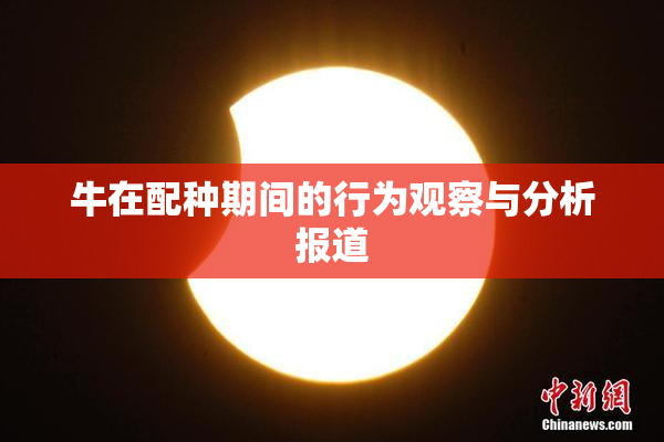 牛在配种期间的行为观察与分析报道