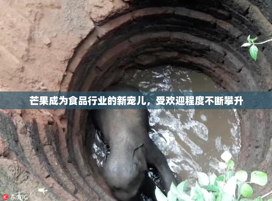 芒果成为食品行业的新宠儿，受欢迎程度不断攀升