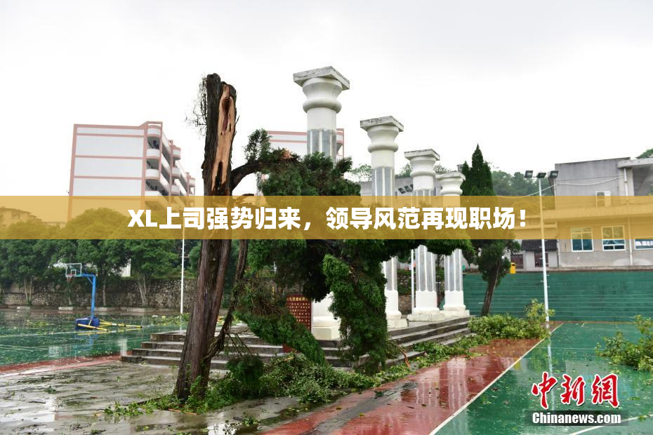 XL上司强势归来，领导风范再现职场！