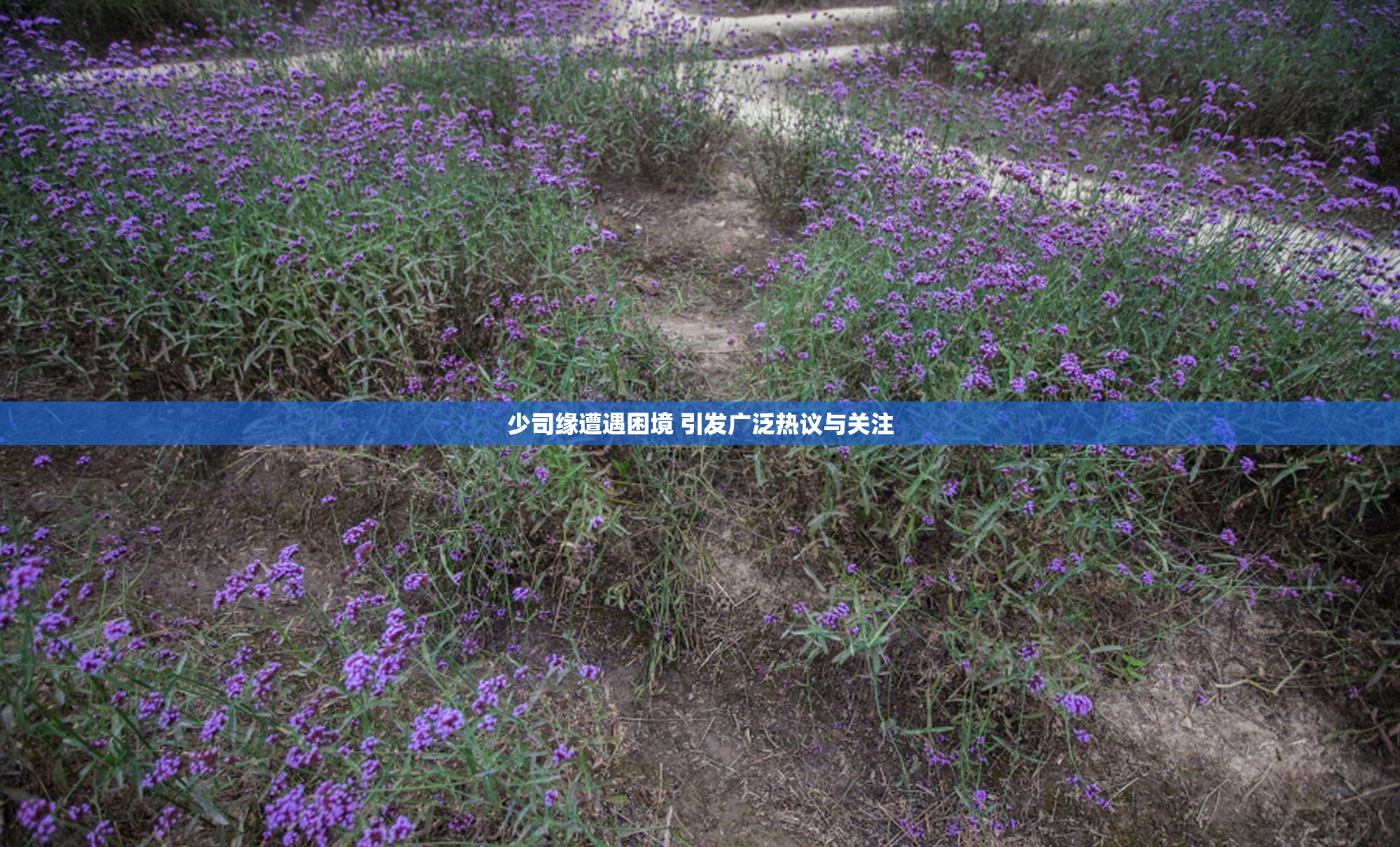 少司缘遭遇困境 引发广泛热议与关注