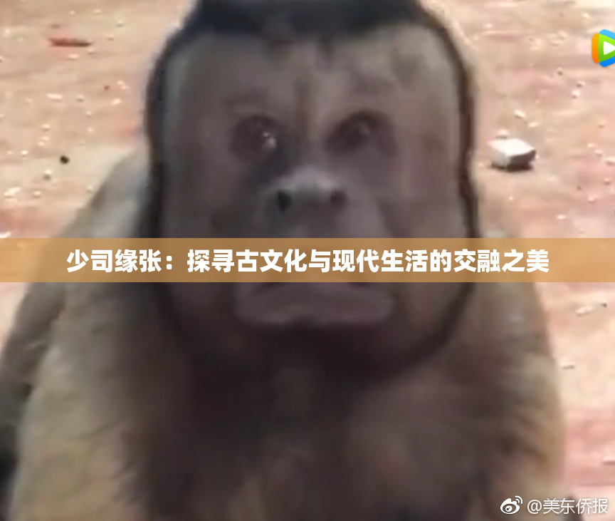 少司缘张：探寻古文化与现代生活的交融之美