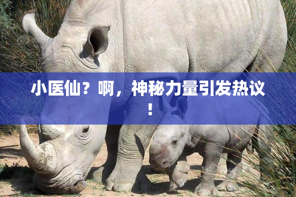 小医仙？啊，神秘力量引发热议！