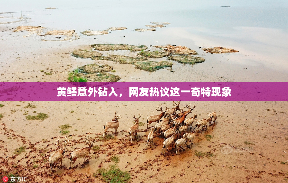 黄鳝意外钻入，网友热议这一奇特现象