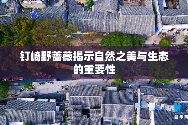 钉崎野蔷薇揭示自然之美与生态的重要性
