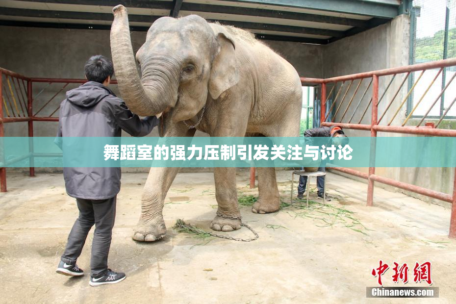 舞蹈室的强力压制引发关注与讨论