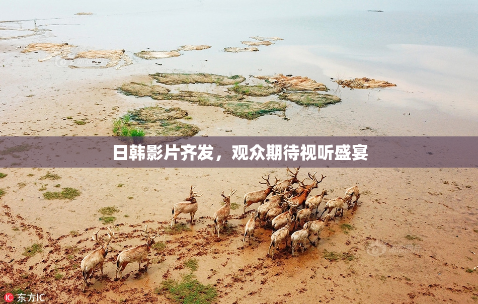日韩影片齐发，观众期待视听盛宴