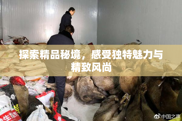 探索精品秘境，感受独特魅力与精致风尚