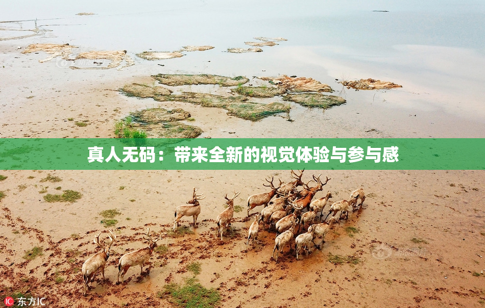 真人无码：带来全新的视觉体验与参与感