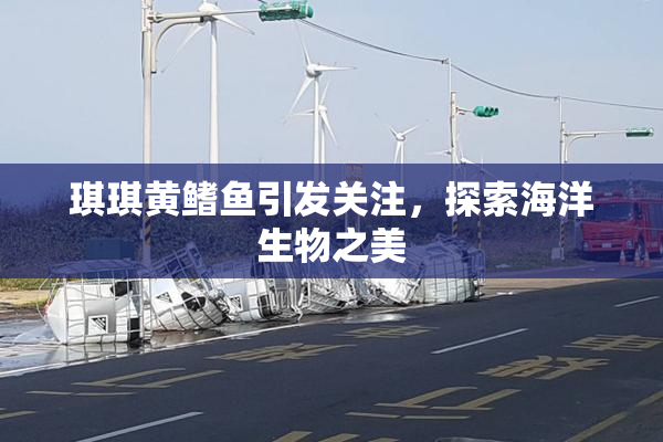 琪琪黄鳍鱼引发关注，探索海洋生物之美