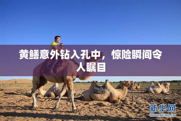 黄鳝意外钻入孔中，惊险瞬间令人瞩目