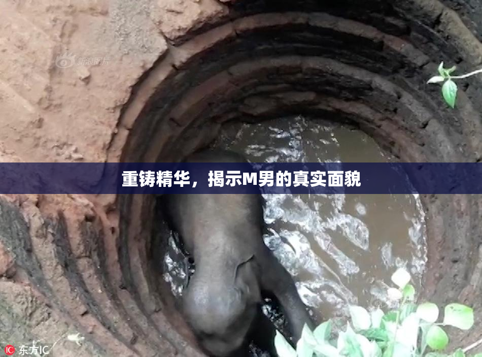 重铸精华，揭示M男的真实面貌