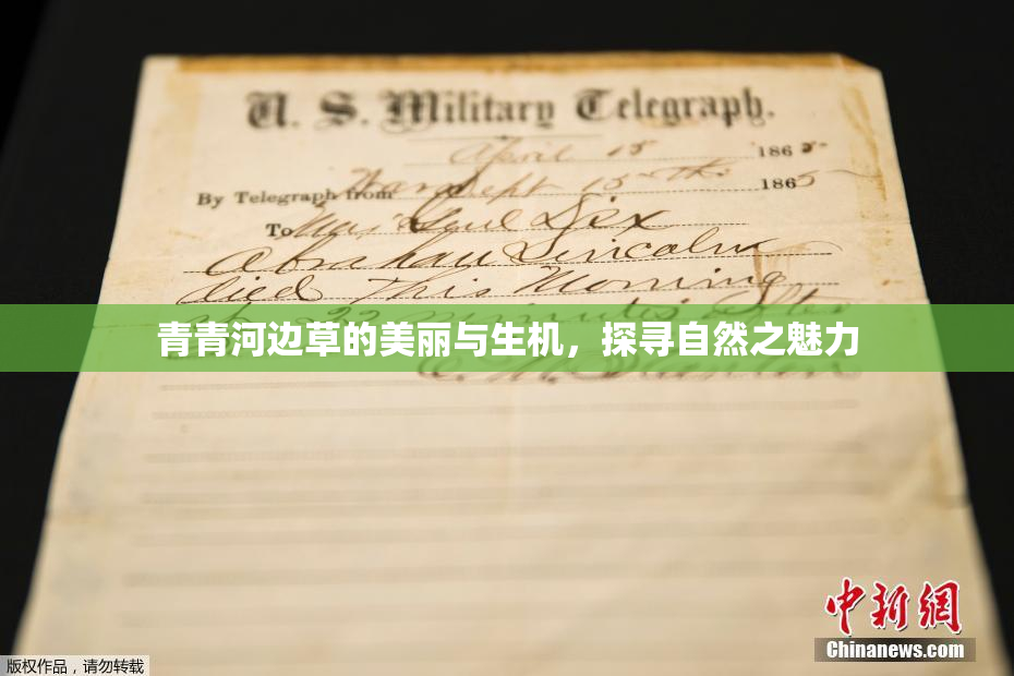 青青河边草的美丽与生机，探寻自然之魅力