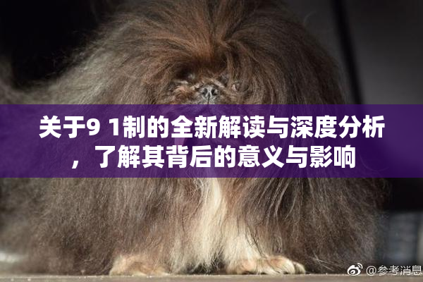 关于9 1制的全新解读与深度分析，了解其背后的意义与影响