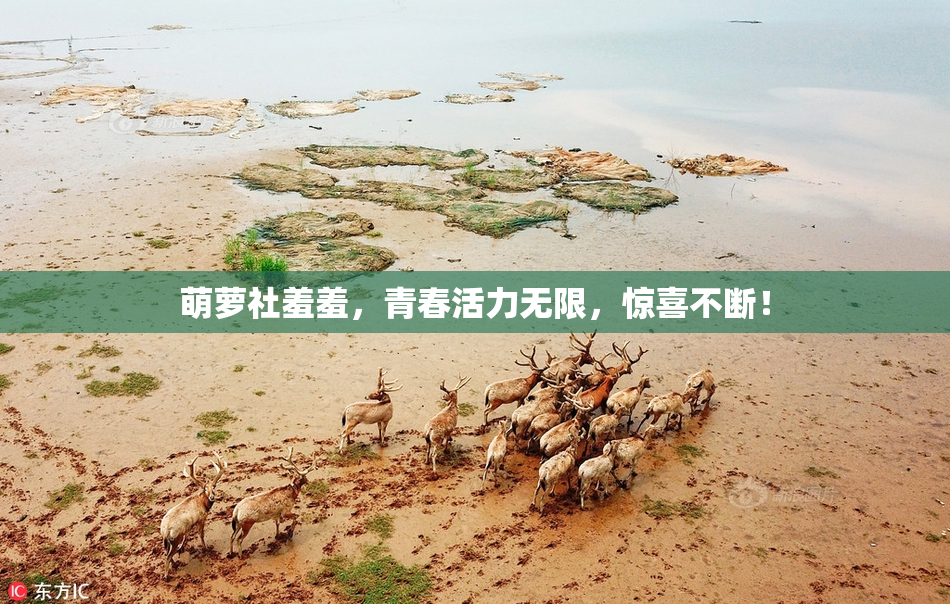 萌萝社羞羞，青春活力无限，惊喜不断！