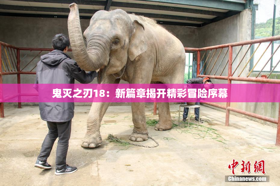 鬼灭之刃18：新篇章揭开精彩冒险序幕