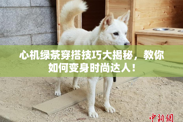 心机绿茶穿搭技巧大揭秘，教你如何变身时尚达人！