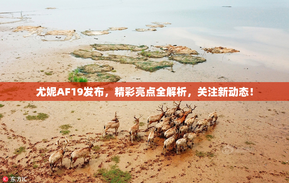 尤妮AF19发布，精彩亮点全解析，关注新动态！