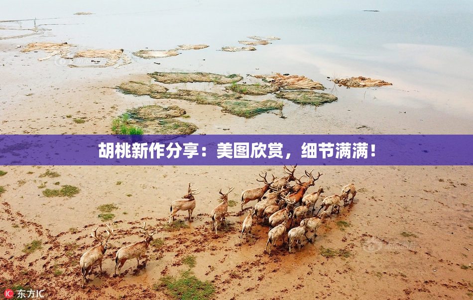 胡桃新作分享：美图欣赏，细节满满！