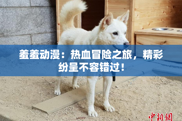 羞羞动漫：热血冒险之旅，精彩纷呈不容错过！