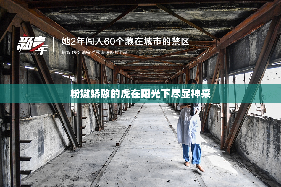 粉嫩娇憨的虎在阳光下尽显神采