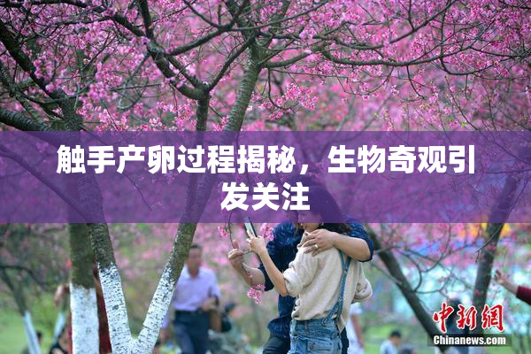 触手产卵过程揭秘，生物奇观引发关注