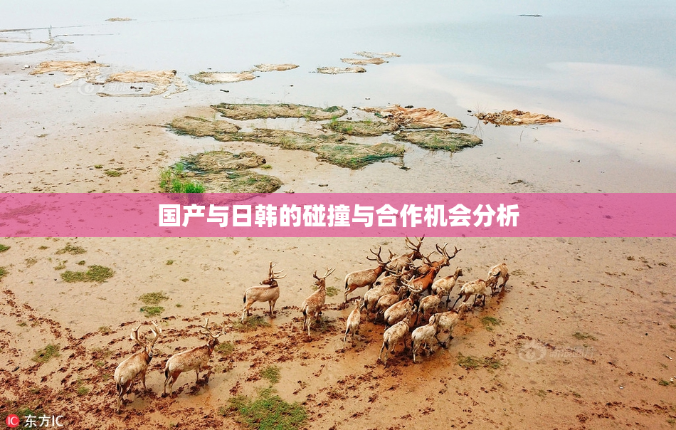 国产与日韩的碰撞与合作机会分析