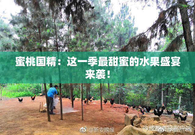 蜜桃国精：这一季最甜蜜的水果盛宴来袭！