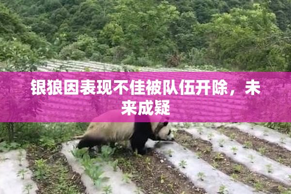银狼因表现不佳被队伍开除，未来成疑
