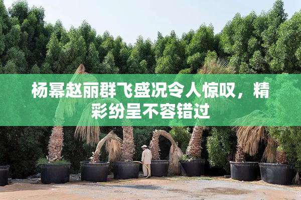 杨幂赵丽群飞盛况令人惊叹，精彩纷呈不容错过