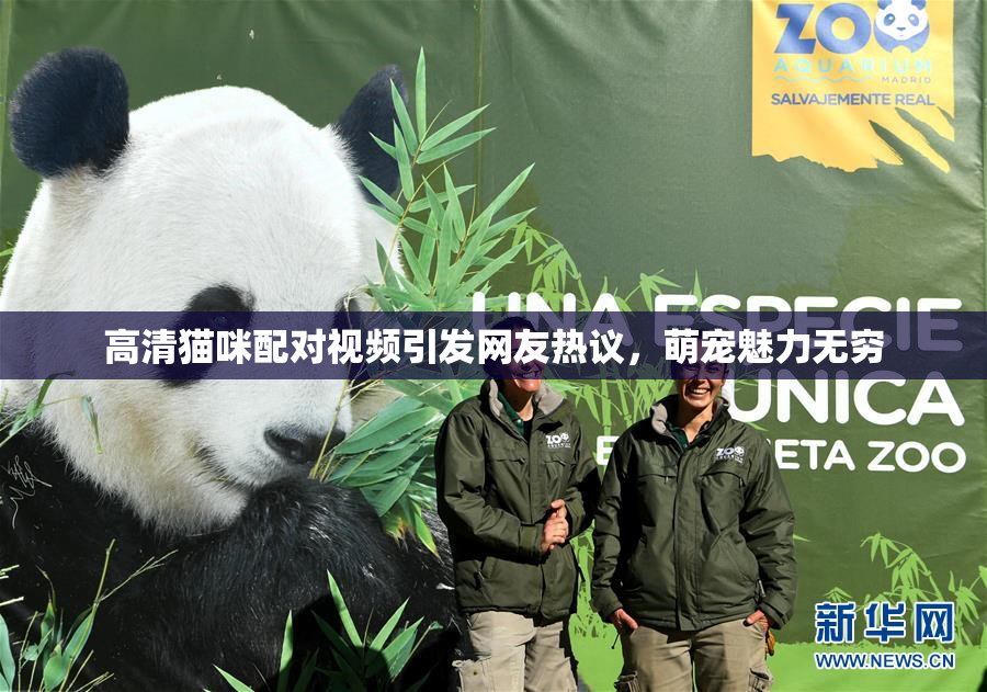 高清猫咪配对视频引发网友热议，萌宠魅力无穷