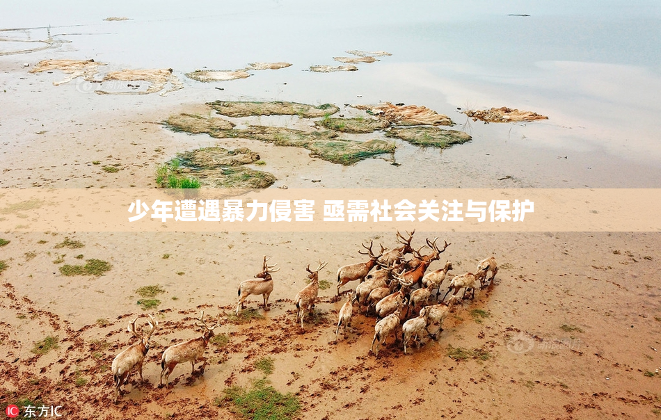 少年遭遇暴力侵害 亟需社会关注与保护
