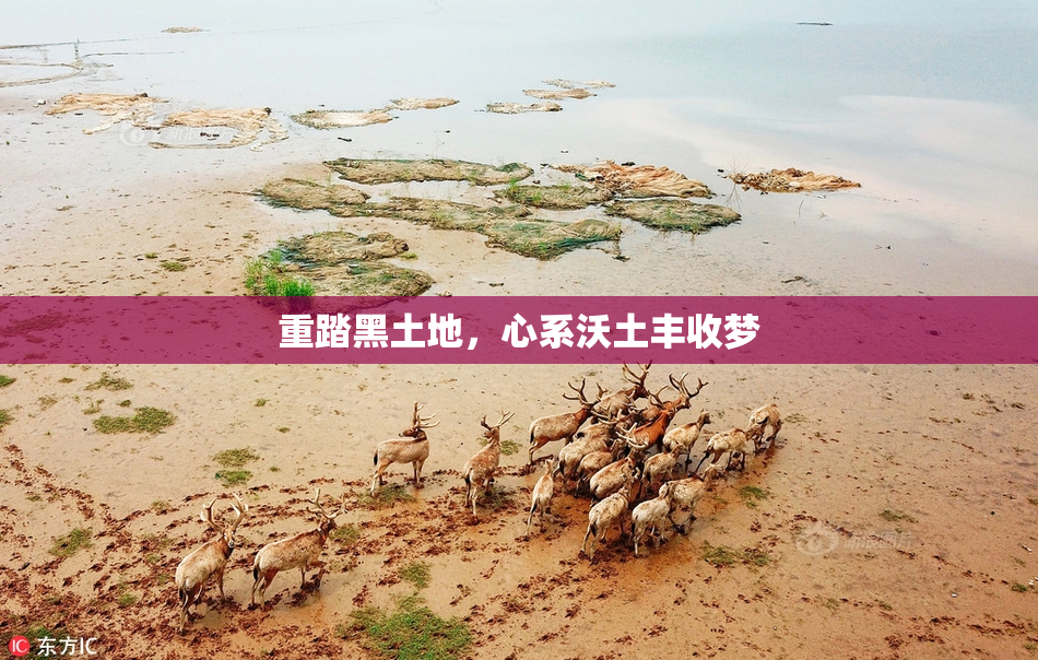 重踏黑土地，心系沃土丰收梦