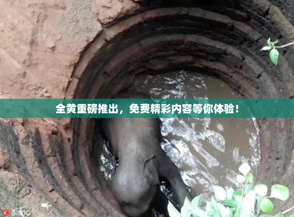 全黄重磅推出，免费精彩内容等你体验！