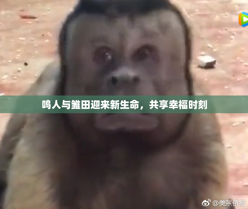 鸣人与雏田迎来新生命，共享幸福时刻