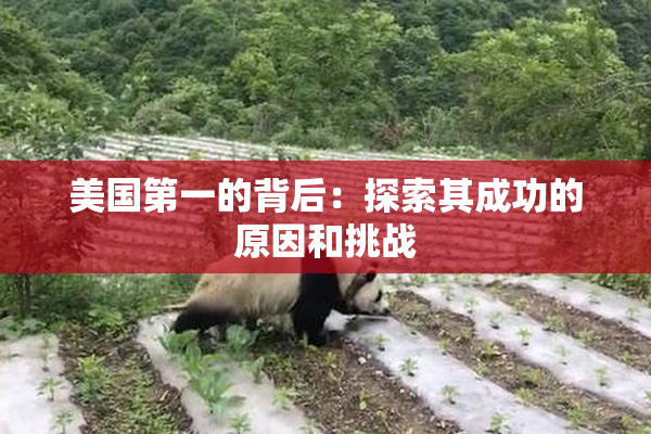 美国第一的背后：探索其成功的原因和挑战