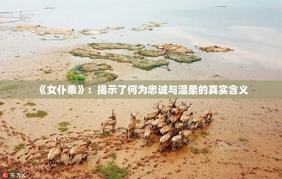 《女仆乖》：揭示了何为忠诚与温柔的真实含义