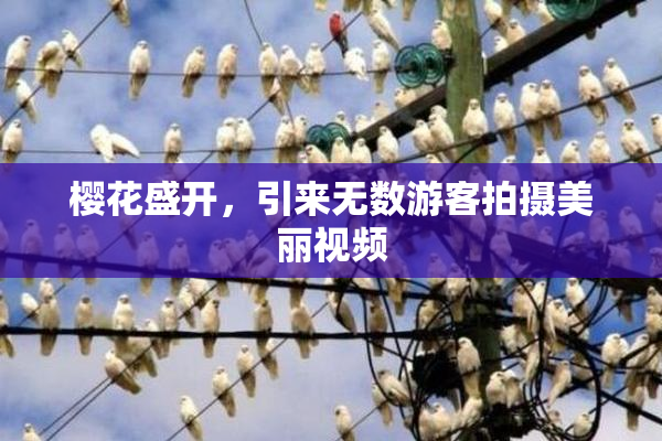 樱花盛开，引来无数游客拍摄美丽视频