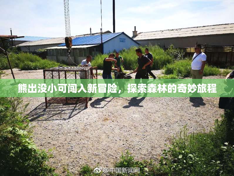 熊出没小可闯入新冒险，探索森林的奇妙旅程