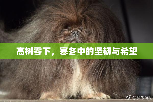 高树零下，寒冬中的坚韧与希望