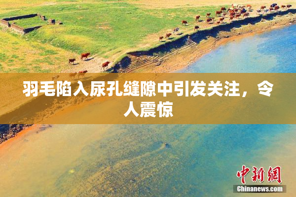 羽毛陷入尿孔缝隙中引发关注，令人震惊
