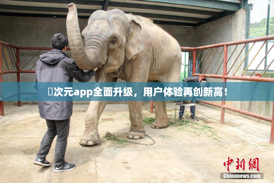 囧次元app全面升级，用户体验再创新高！