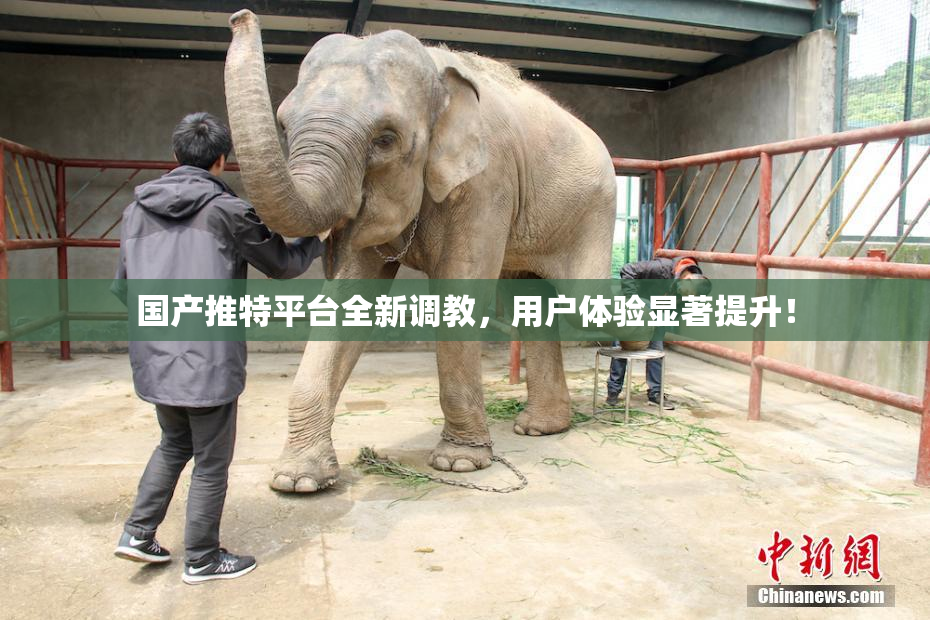 国产推特平台全新调教，用户体验显著提升！