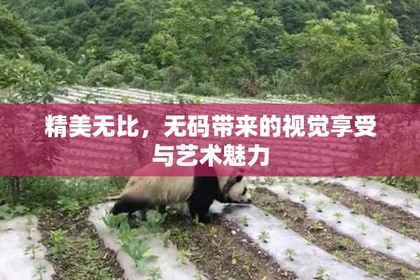 精美无比，无码带来的视觉享受与艺术魅力