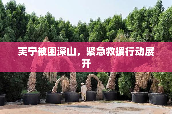 芙宁被困深山，紧急救援行动展开