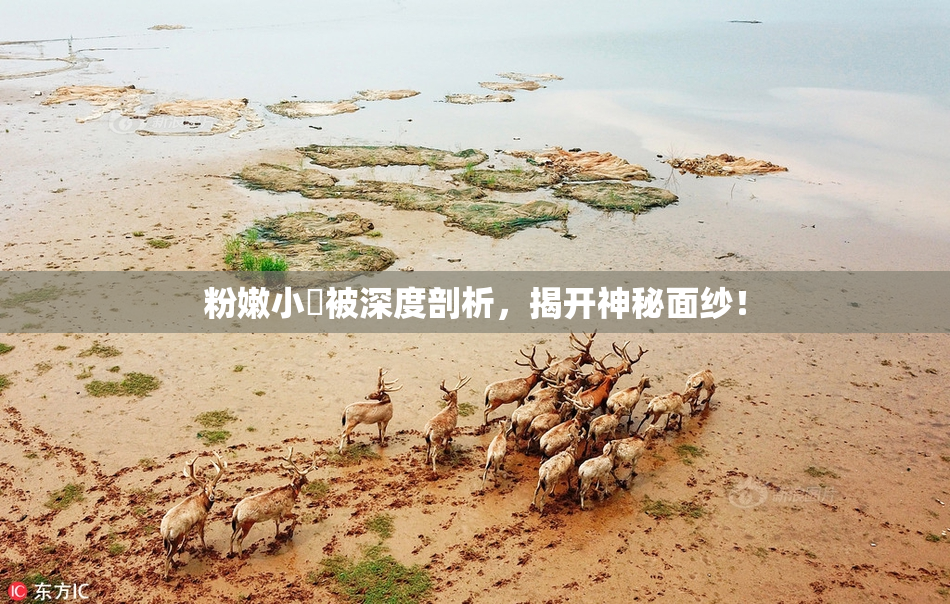 粉嫩小泬被深度剖析，揭开神秘面纱！