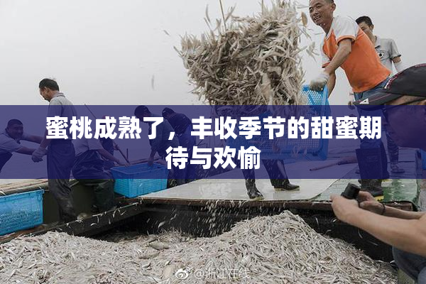 蜜桃成熟了，丰收季节的甜蜜期待与欢愉